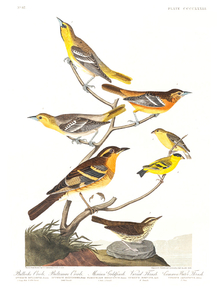 John James Audubon - Bullock's Oriole, Baltimore Oriole | Джон Джеймс Одюбон