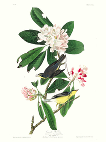 John James Audubon - Canada Warbler | Джон Джеймс Одюбон
