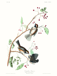 John James Audubon - Canadian Titmouse | Джон Джеймс Одюбон