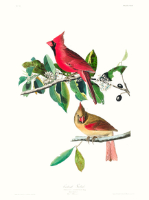 John James Audubon - Cardinal Grosbeak | Джон Джеймс Одюбон John James Audubon - Cardinal Grosbeak | Джон Джеймс Одюбон