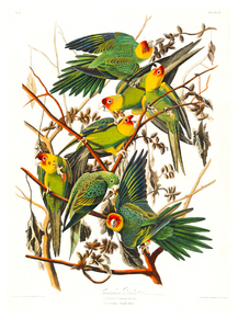 John James Audubon - Carolina Parrot | Джон Джеймс Одюбон