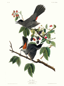 John James Audubon - Cat Bird | Джон Джеймс Одюбон