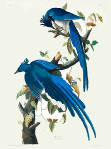 John James Audubon - Columbia Jay | Джон Джеймс Одюбон