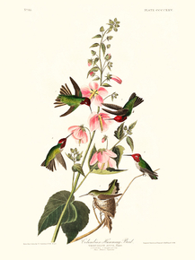 John James Audubon - Columbian Humming Bird | Джон Джеймс Одюбон
