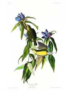 John James Audubon - Connecticut Warbler | Джон Джеймс Одюбон