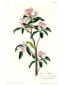 John James Audubon - Cuvier's Kinglet | Джон Джеймс Одюбон