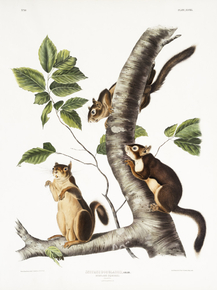 John James Audubon - Douglass's Squirrel | Джон Джеймс Одюбон