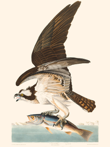 John James Audubon - Fish Hawk, or Osprey | Джон Джеймс Одюбон
