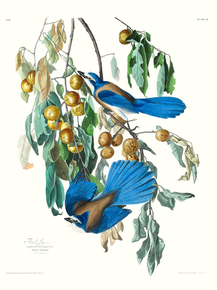 John James Audubon - Florida Jay | Джон Джеймс Одюбон