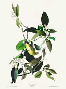 John James Audubon - from Birds of America | Джон Джеймс Одюбон