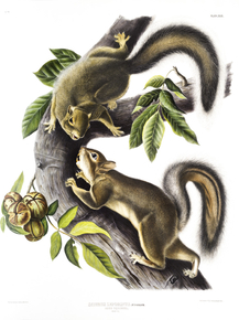 John James Audubon - Hare Squirrel | Джон Джеймс Одюбон