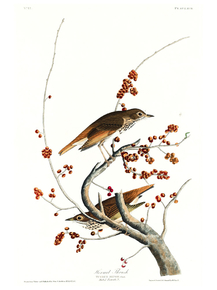 John James Audubon - Hermit Thrush | Джон Джеймс Одюбон