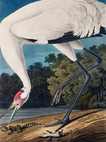 John James Audubon - Hooping Crane | Джон Джеймс Одюбон