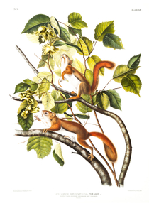 John James Audubon - Hudson's Bay Squirrel | Джон Джеймс Одюбон
