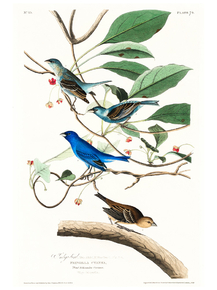 John James Audubon - Indigo Bird | Джон Джеймс Одюбон