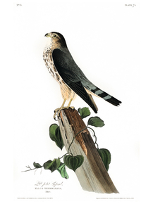 John James Audubon - Le Petit Caporal | Джон Джеймс Одюбон