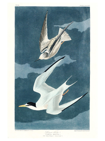 John James Audubon - Lesser Tern | Джон Джеймс Одюбон John James Audubon - Lesser Tern | Джон Джеймс Одюбон