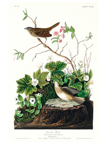 John James Audubon - Lincoln Finch | Джон Джеймс Одюбон