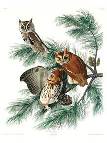 John James Audubon - Little Screech Owl | Джон Джеймс Одюбон