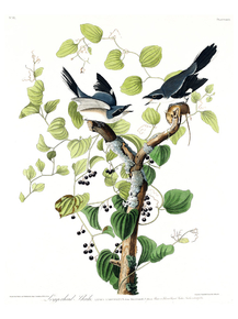 John James Audubon - Loggerhead Shrike | Джон Джеймс Одюбон