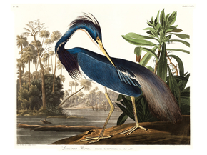 John James Audubon - Louisiana Heron | Джон Джеймс Одюбон