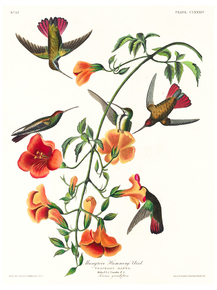 John James Audubon - Mango Hummingbird | Джон Джеймс Одюбон
