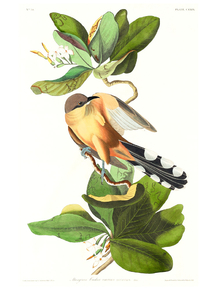 John James Audubon - Mangrove Cuckoo | Джон Джеймс Одюбон John James Audubon - Mangrove Cuckoo | Джон Джеймс Одюбон
