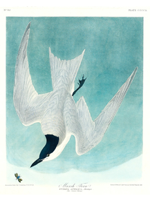 John James Audubon - Marsh Tern | Джон Джеймс Одюбон