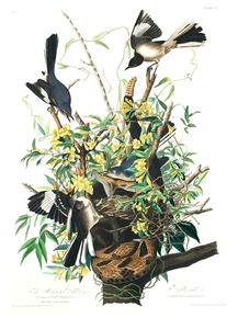 John James Audubon - Mocking Bird | Джон Джеймс Одюбон