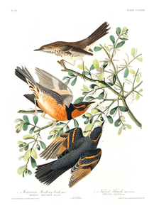 John James Audubon - Mountain Mocking bird | Джон Джеймс Одюбон