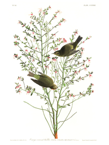 John James Audubon - Orange-crowned Warbler | Джон Джеймс Одюбон