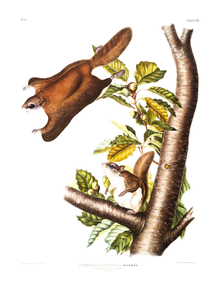 John James Audubon - Oregon Flying Squirrel | Джон Джеймс Одюбон
