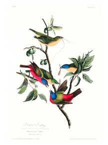 John James Audubon - Painted Finch | Джон Джеймс Одюбон John James Audubon - Painted Finch | Джон Джеймс Одюбон