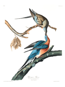John James Audubon - Passenger Pigeon | Джон Джеймс Одюбон