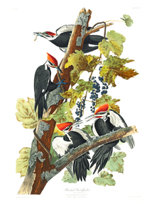 John James Audubon - Pileated Woodpecker | Джон Джеймс Одюбон