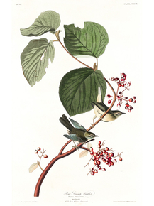 John James Audubon - Pine Swamp Warbler | Джон Джеймс Одюбон