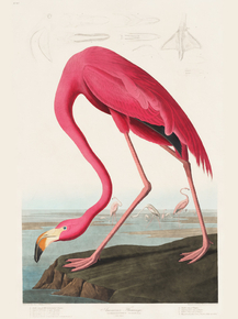 John James Audubon - Pink Flamingo | Джон Джеймс Одюбон
