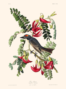John James Audubon - Piping Flycatcher | Джон Джеймс Одюбон John James Audubon - Piping Flycatcher | Джон Джеймс Одюбон