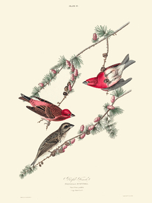 John James Audubon - Purple Finch | Джон Джеймс Одюбон