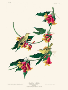 John James Audubon - Rathbone Warbler | Джон Джеймс Одюбон John James Audubon - Rathbone Warbler | Джон Джеймс Одюбон