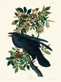 John James Audubon - Raven | Джон Джеймс Одюбон John James Audubon - Raven | Джон Джеймс Одюбон