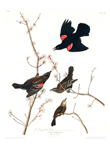 John James Audubon - Red winged Starling | Джон Джеймс Одюбон