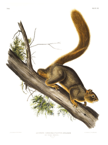 John James Audubon - Red-tailed Squirrel | Джон Джеймс Одюбон