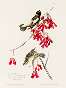 John James Audubon - Rice Bird | Джон Джеймс Одюбон