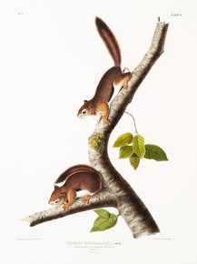 John James Audubon - Richardson's Columbian Squirrel | Джон Джеймс Одюбон
