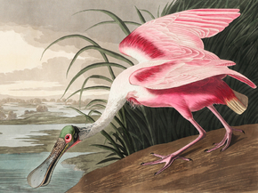 John James Audubon - Roseate Spoonbill | Джон Джеймс Одюбон John James Audubon - Roseate Spoonbill | Джон Джеймс Одюбон