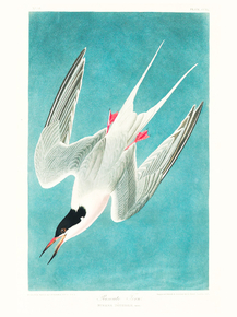 John James Audubon - Roseate Tern | Джон Джеймс Одюбон