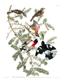 John James Audubon - Rose-breasted Grosbeak | Джон Джеймс Одюбон