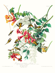 John James Audubon - Ruby-throated Humming Bird | Джон Джеймс Одюбон