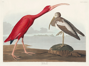John James Audubon - Scarlet Ibis | Джон Джеймс Одюбон John James Audubon - Scarlet Ibis | Джон Джеймс Одюбон